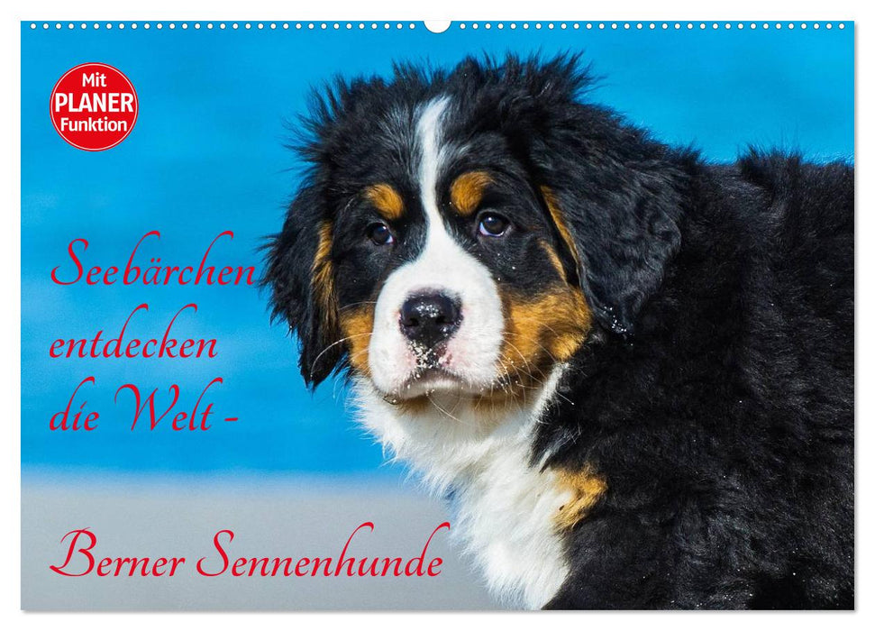 Seebärchen entdecken die Welt - Berner Sennenhunde (CALVENDO Wandkalender 2025)