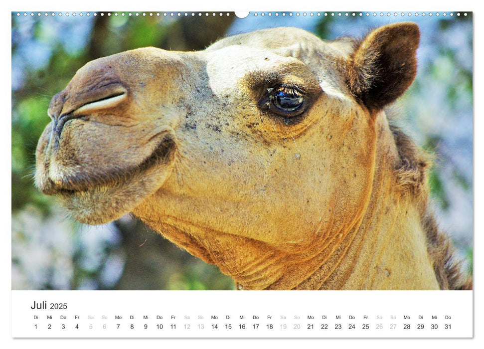 Oman - Arabiens Zauberwelt (CALVENDO Premium Wandkalender 2025)