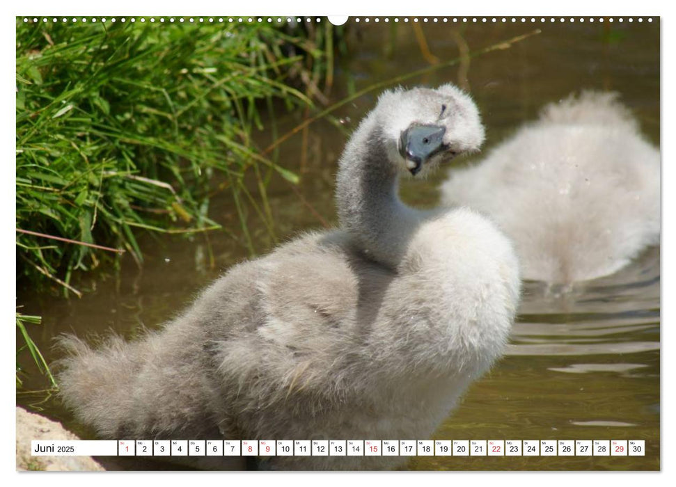 Elegante Schwäne (CALVENDO Wandkalender 2025)