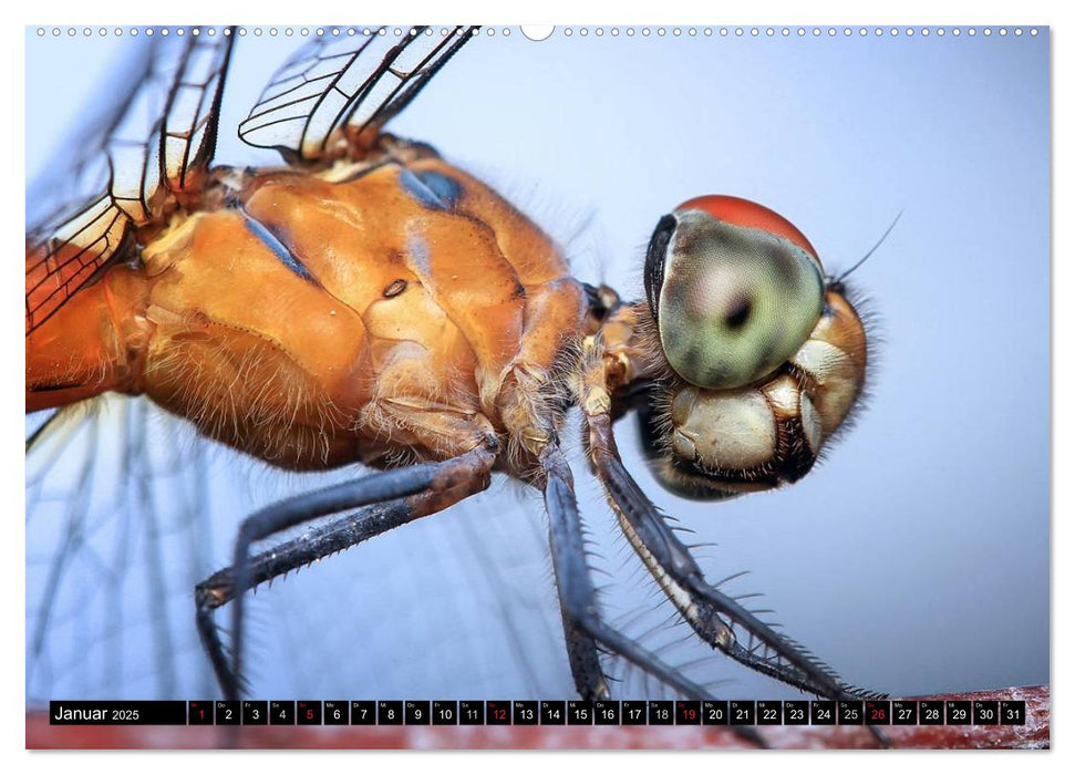 Die geheimnisvolle Welt der Insekten (CALVENDO Premium Wandkalender 2025)