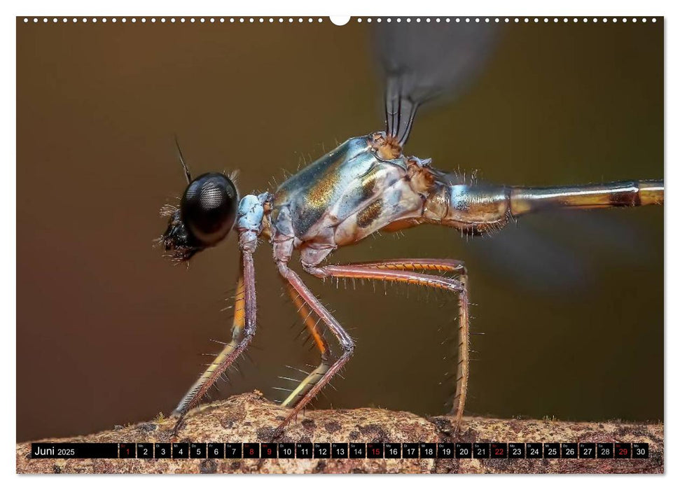 Die geheimnisvolle Welt der Insekten (CALVENDO Premium Wandkalender 2025)