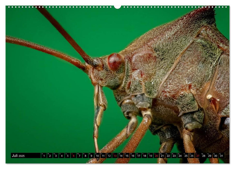 Die geheimnisvolle Welt der Insekten (CALVENDO Premium Wandkalender 2025)