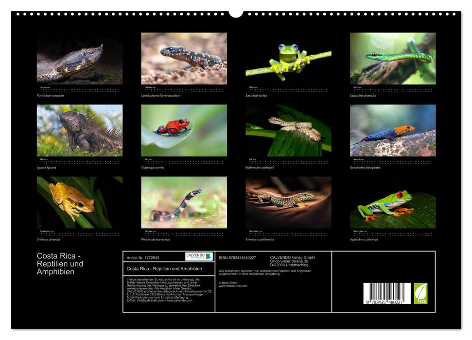 Costa Rica - Reptilien und Amphibien (CALVENDO Premium Wandkalender 2025)