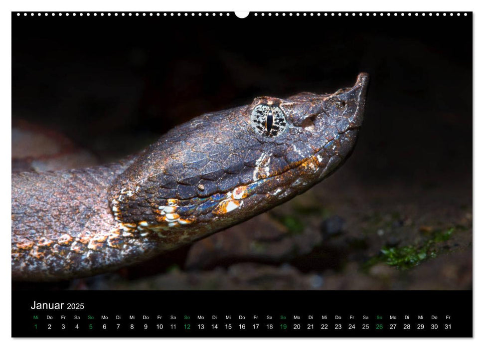 Costa Rica - Reptilien und Amphibien (CALVENDO Premium Wandkalender 2025)