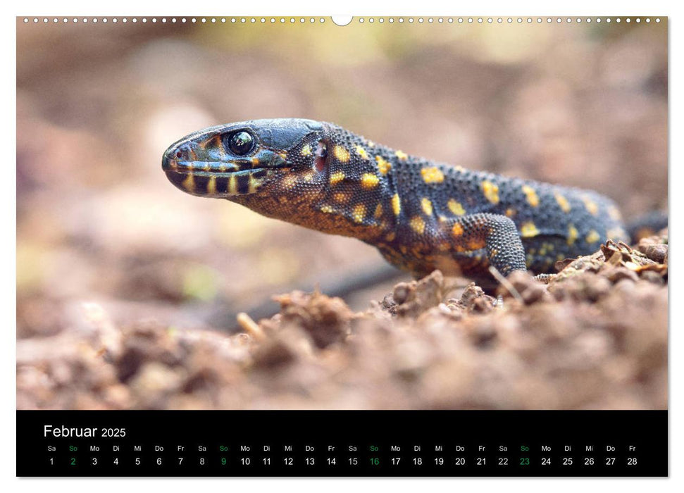 Costa Rica - Reptilien und Amphibien (CALVENDO Premium Wandkalender 2025)