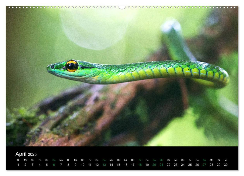 Costa Rica - Reptilien und Amphibien (CALVENDO Premium Wandkalender 2025)