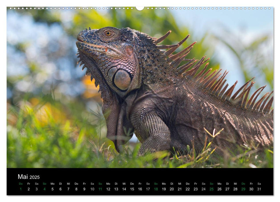 Costa Rica - Reptilien und Amphibien (CALVENDO Premium Wandkalender 2025)