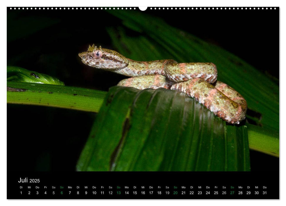 Costa Rica - Reptilien und Amphibien (CALVENDO Premium Wandkalender 2025)