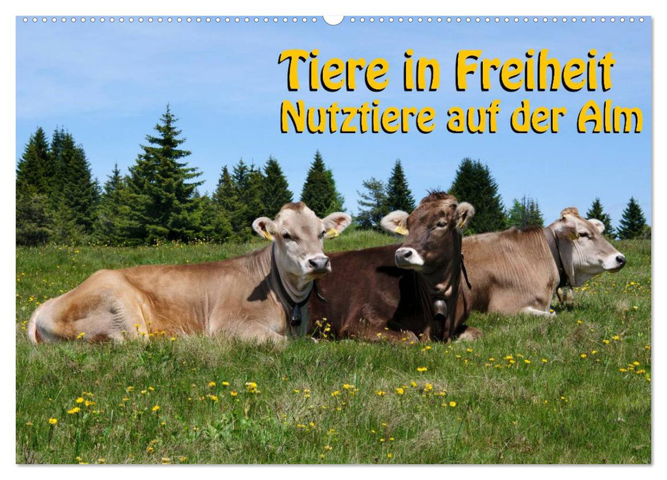 Tiere in Freiheit - Nutztiere auf der Alm (CALVENDO Wandkalender 2025)