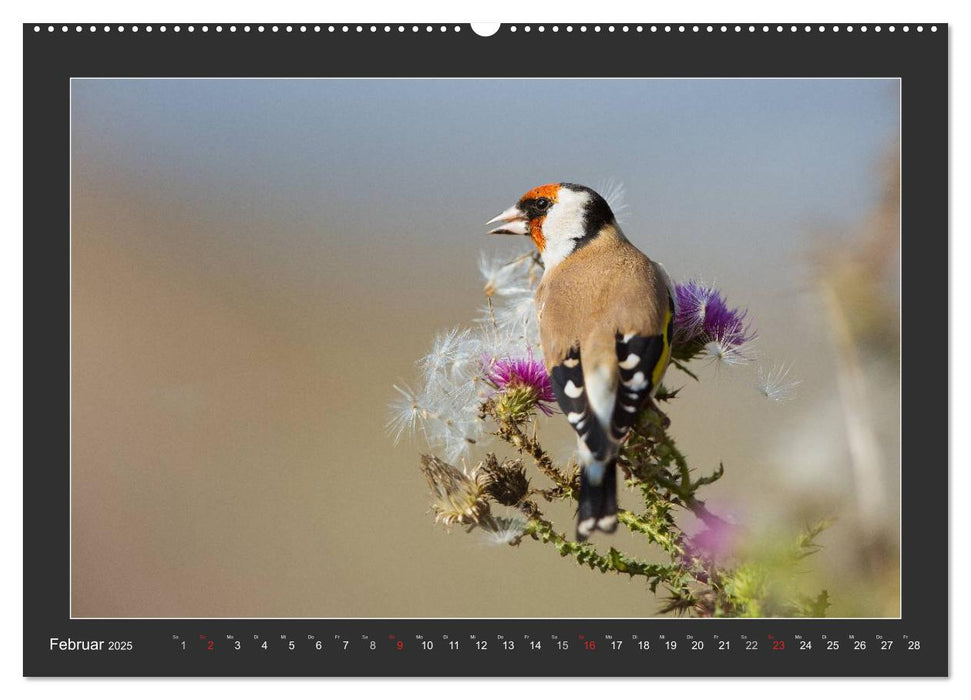 Das faszinierende Reich der Vögel (CALVENDO Premium Wandkalender 2025)