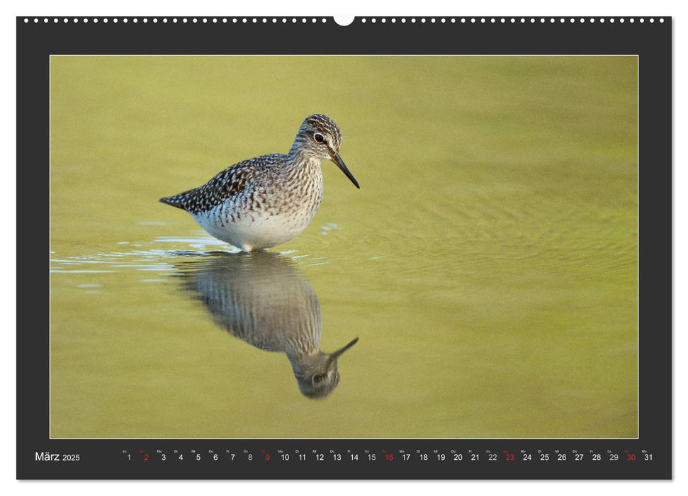 Das faszinierende Reich der Vögel (CALVENDO Premium Wandkalender 2025)