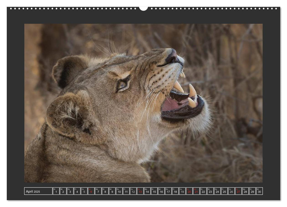 Afrikas Tiere im Fokus (CALVENDO Premium Wandkalender 2025)