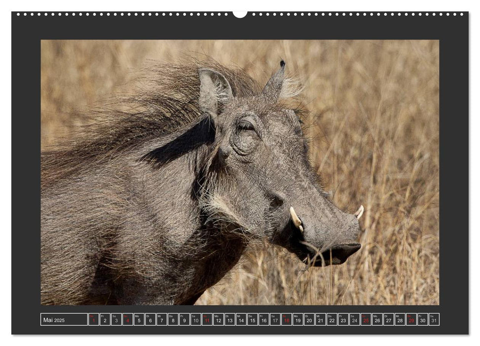 Afrikas Tiere im Fokus (CALVENDO Premium Wandkalender 2025)