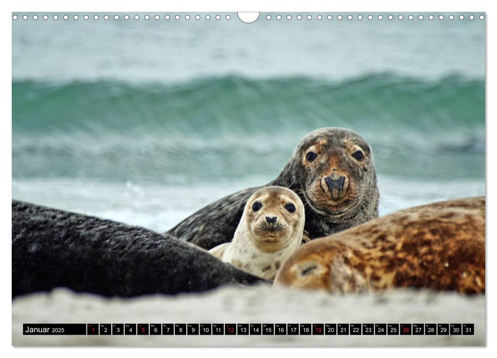 Robben an der Nordsee (CALVENDO Wandkalender 2025)