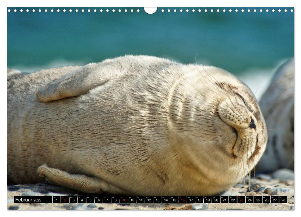 Robben an der Nordsee (CALVENDO Wandkalender 2025)