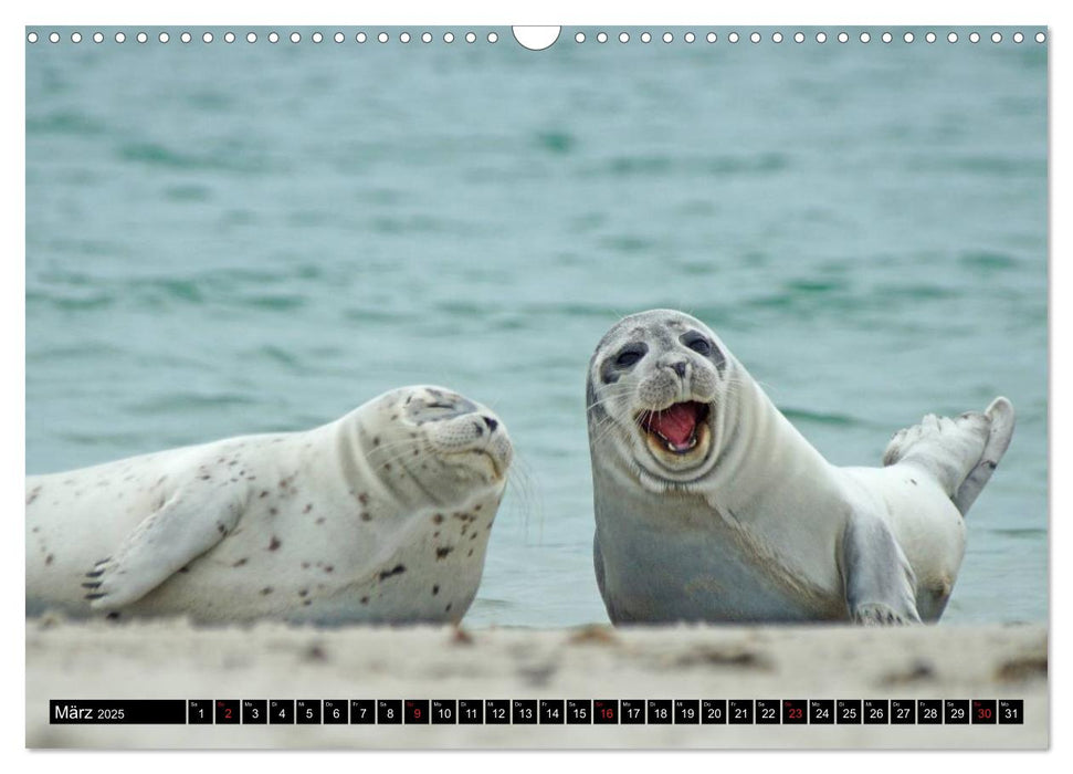 Robben an der Nordsee (CALVENDO Wandkalender 2025)