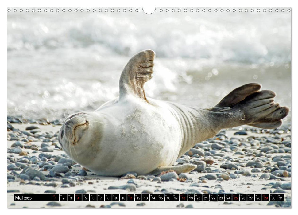 Robben an der Nordsee (CALVENDO Wandkalender 2025)