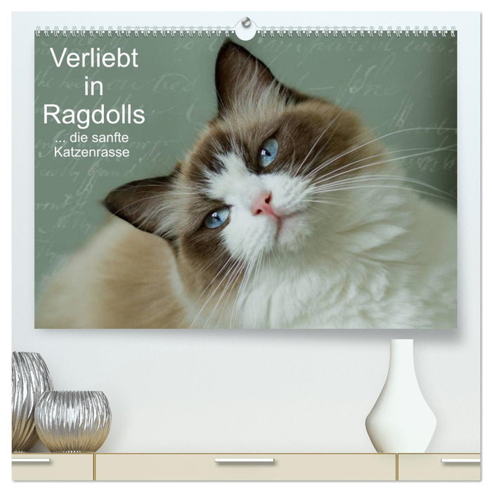 Verliebt in Ragdolls ... die sanfte Katzenrasse (CALVENDO Premium Wandkalender 2025)