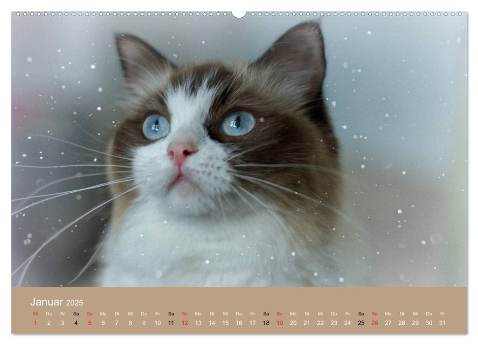 Verliebt in Ragdolls ... die sanfte Katzenrasse (CALVENDO Premium Wandkalender 2025)