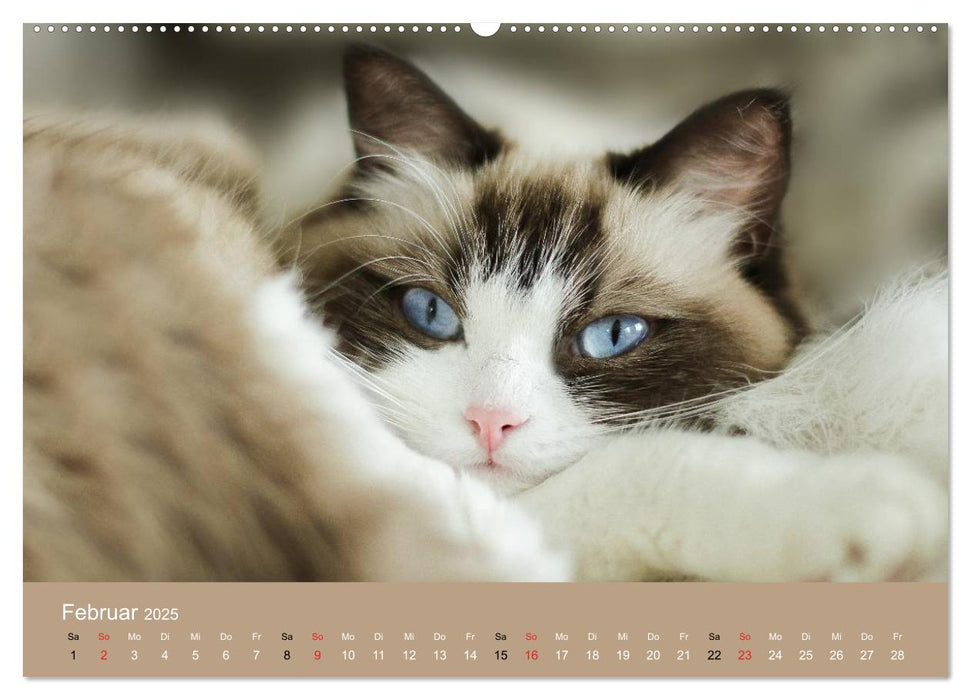 Verliebt in Ragdolls ... die sanfte Katzenrasse (CALVENDO Premium Wandkalender 2025)