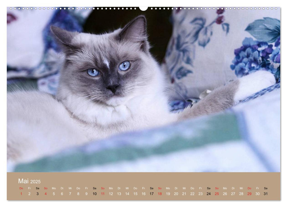 Verliebt in Ragdolls ... die sanfte Katzenrasse (CALVENDO Premium Wandkalender 2025)