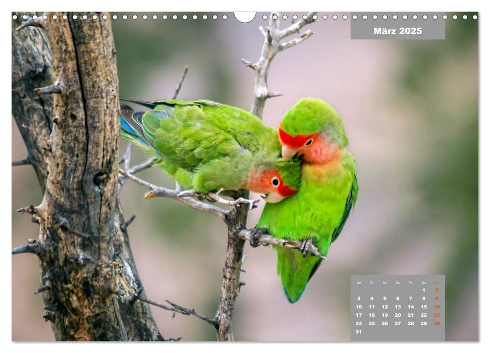 Papageien - Frech, schön und schlau (CALVENDO Wandkalender 2025)