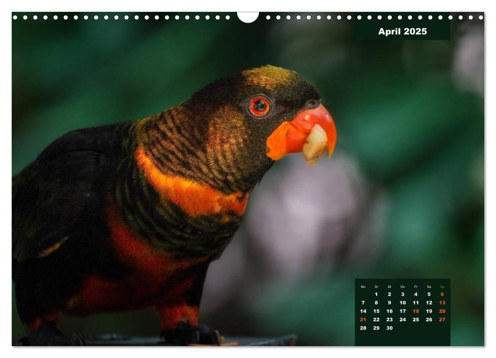 Papageien - Frech, schön und schlau (CALVENDO Wandkalender 2025)
