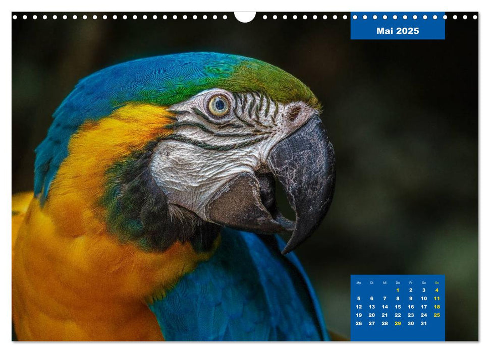 Papageien - Frech, schön und schlau (CALVENDO Wandkalender 2025)
