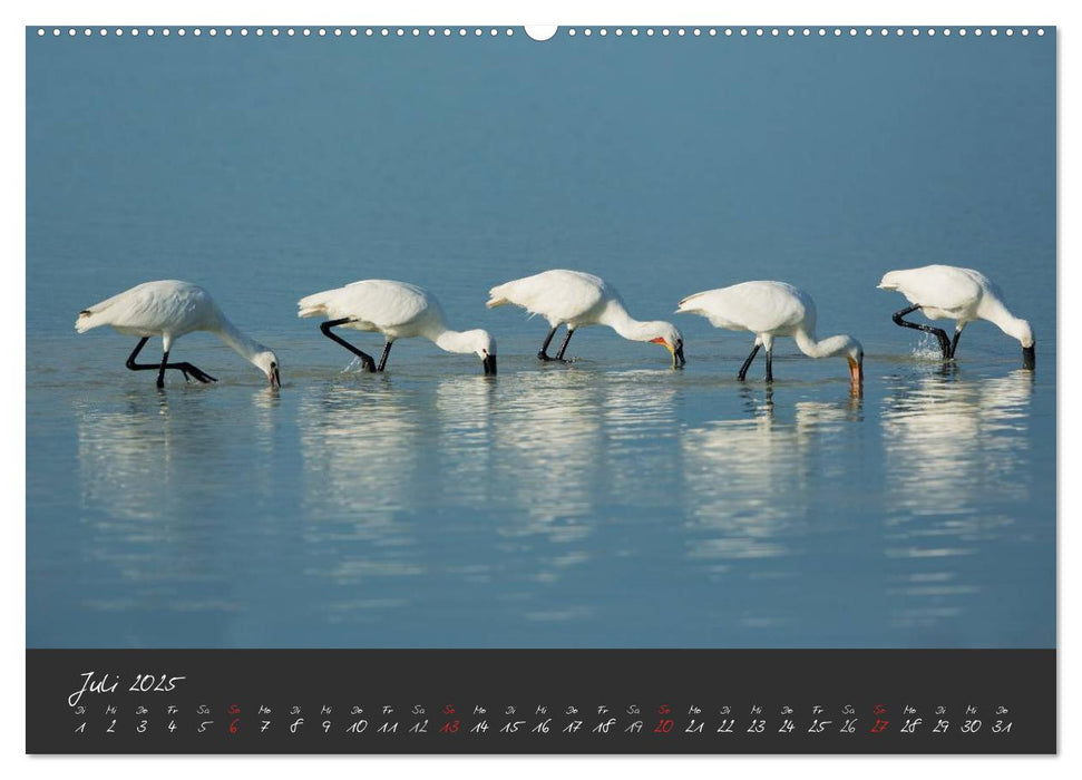 Natur erleben Seewinkel-Neusiedlersee (CALVENDO Premium Wandkalender 2025)