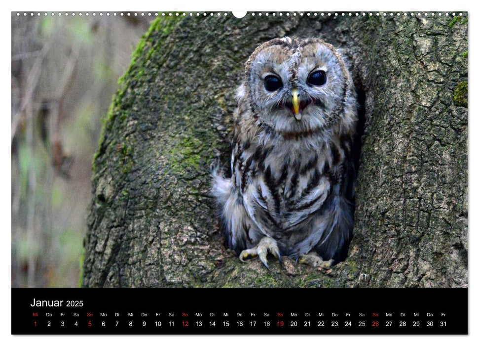 Beutegreifer (CALVENDO Premium Wandkalender 2025)