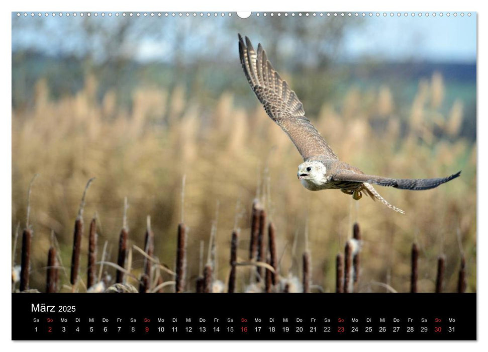 Beutegreifer (CALVENDO Premium Wandkalender 2025)