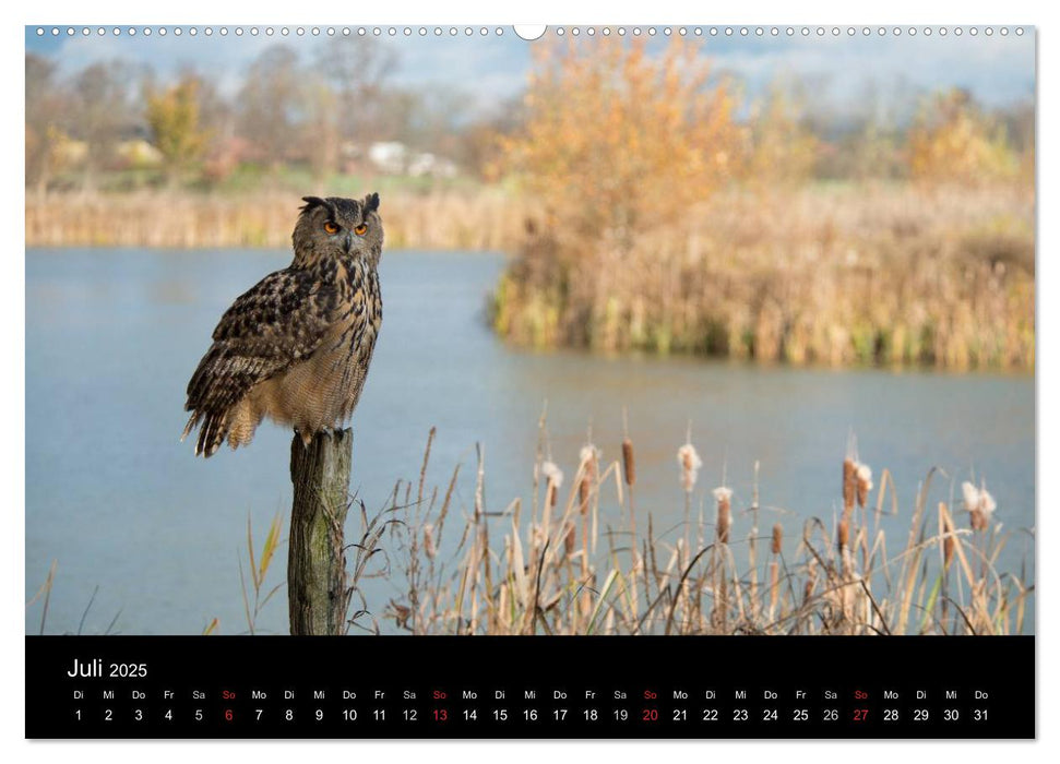 Beutegreifer (CALVENDO Premium Wandkalender 2025)