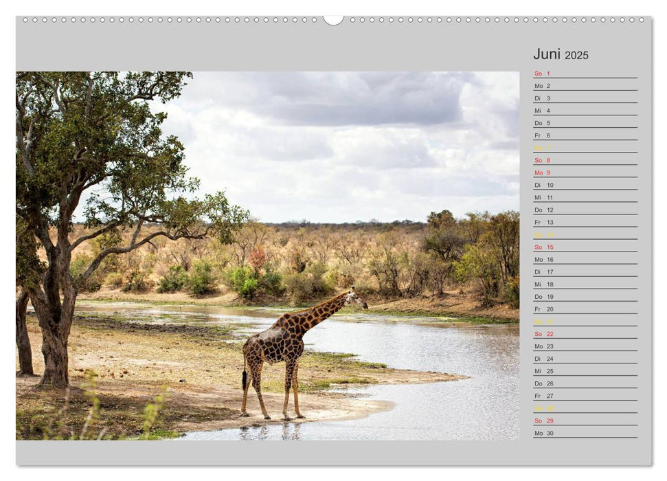 Twigas - Giraffen (CALVENDO Premium Wandkalender 2025)