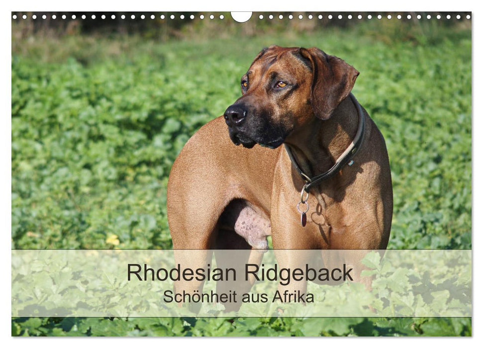 Rhodesian Ridgeback Schönheit aus Afrika (CALVENDO Wandkalender 2025)