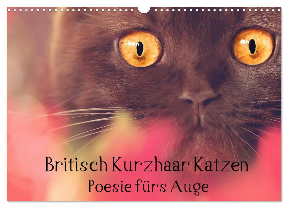 Britisch Kurzhaar Katzen - Poesie fürs Auge (CALVENDO Wandkalender 2025)