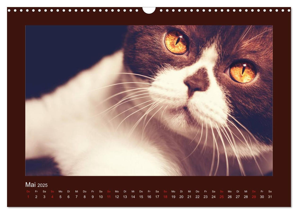 Britisch Kurzhaar Katzen - Poesie fürs Auge (CALVENDO Wandkalender 2025)