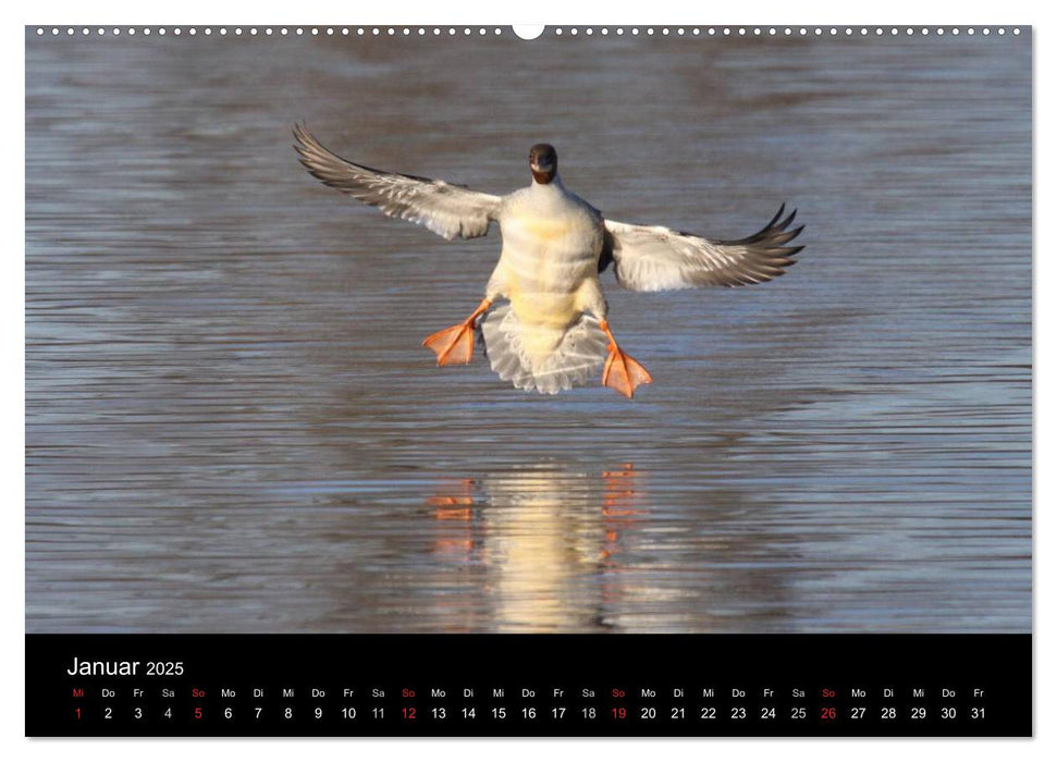 Einblicke in die Welt der Säger (CALVENDO Premium Wandkalender 2025)