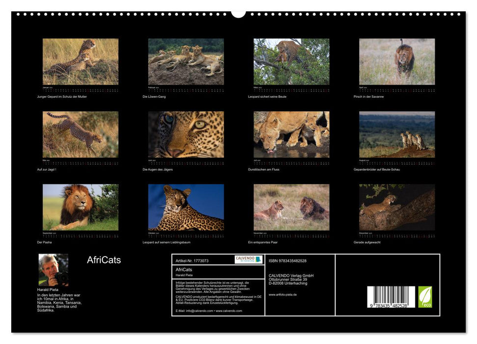 AfriCats (CALVENDO Premium Wandkalender 2025)