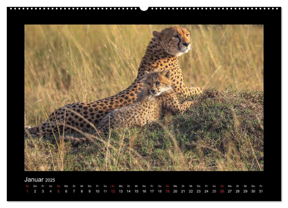 AfriCats (CALVENDO Premium Wandkalender 2025)