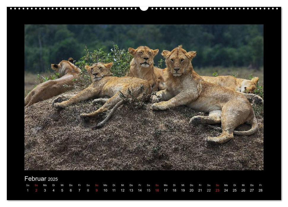 AfriCats (CALVENDO Premium Wandkalender 2025)