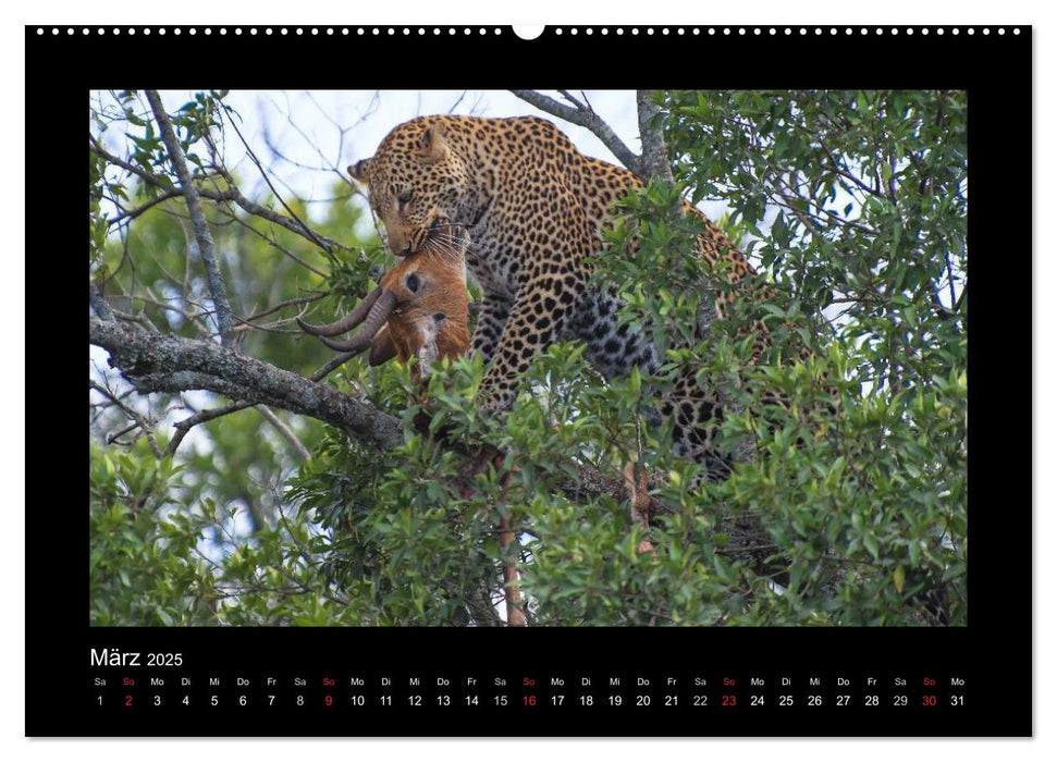 AfriCats (CALVENDO Premium Wandkalender 2025)