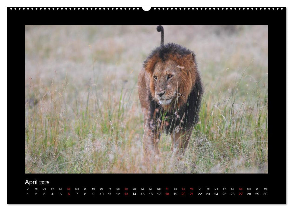 AfriCats (CALVENDO Premium Wandkalender 2025)