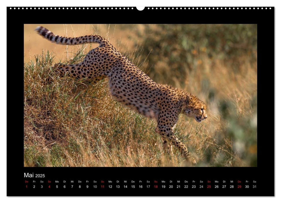 AfriCats (CALVENDO Premium Wandkalender 2025)