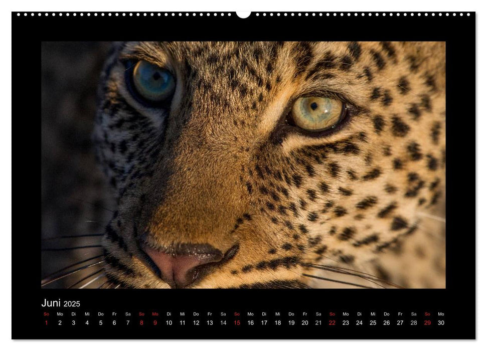 AfriCats (CALVENDO Premium Wandkalender 2025)