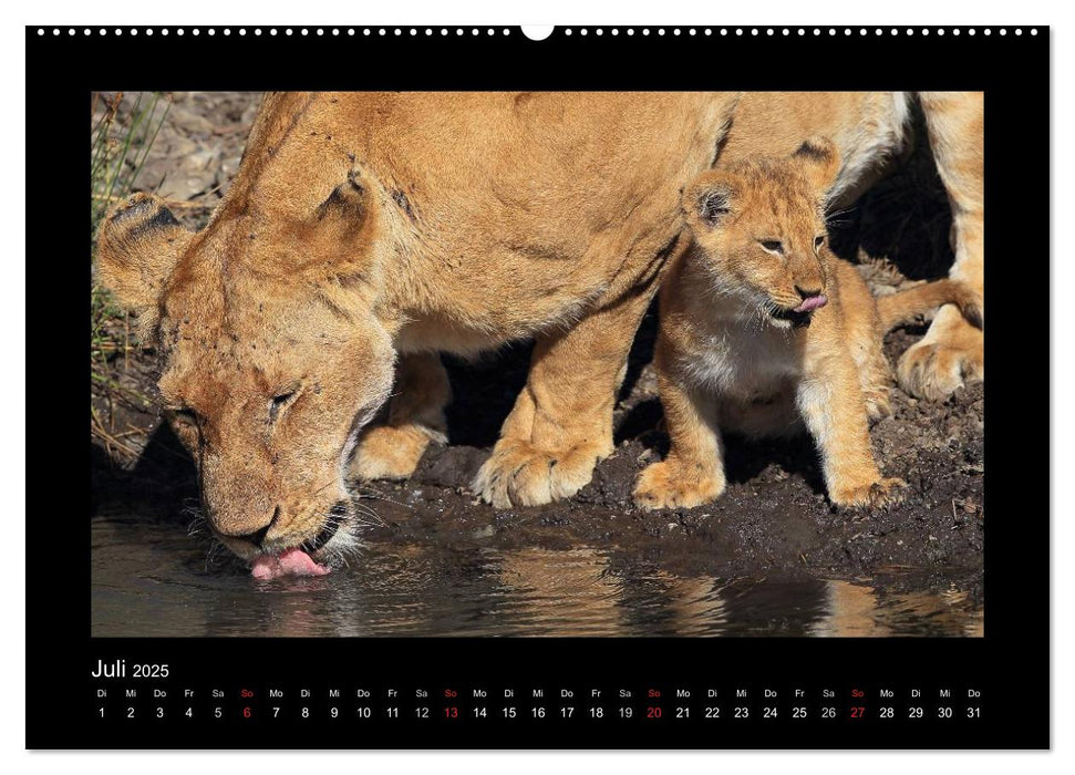 AfriCats (CALVENDO Premium Wandkalender 2025)