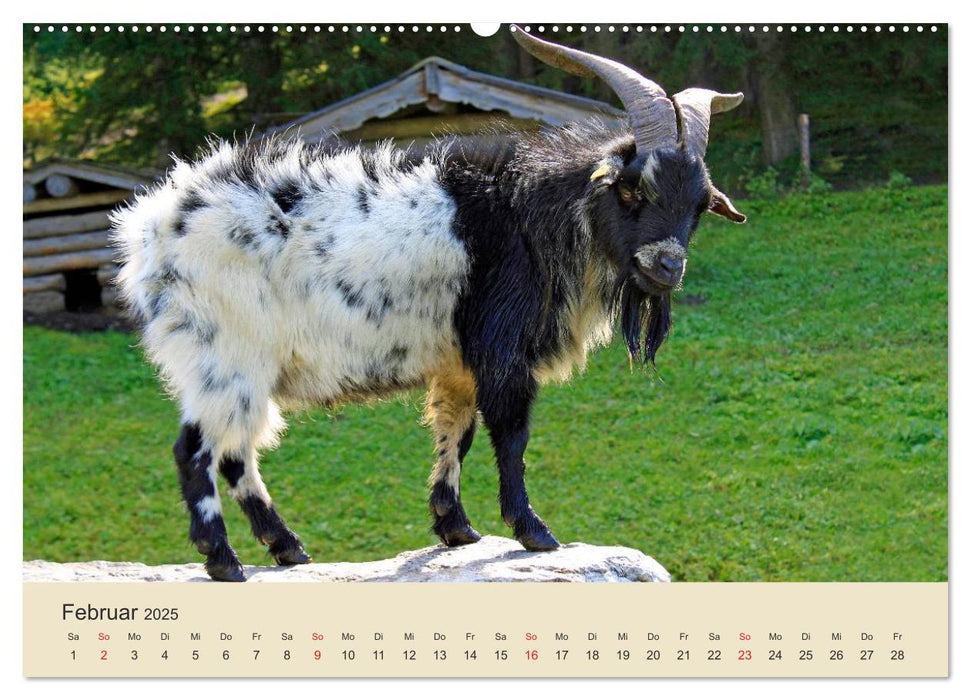 Wir sind die Stars am Bauernhof (CALVENDO Premium Wandkalender 2025)