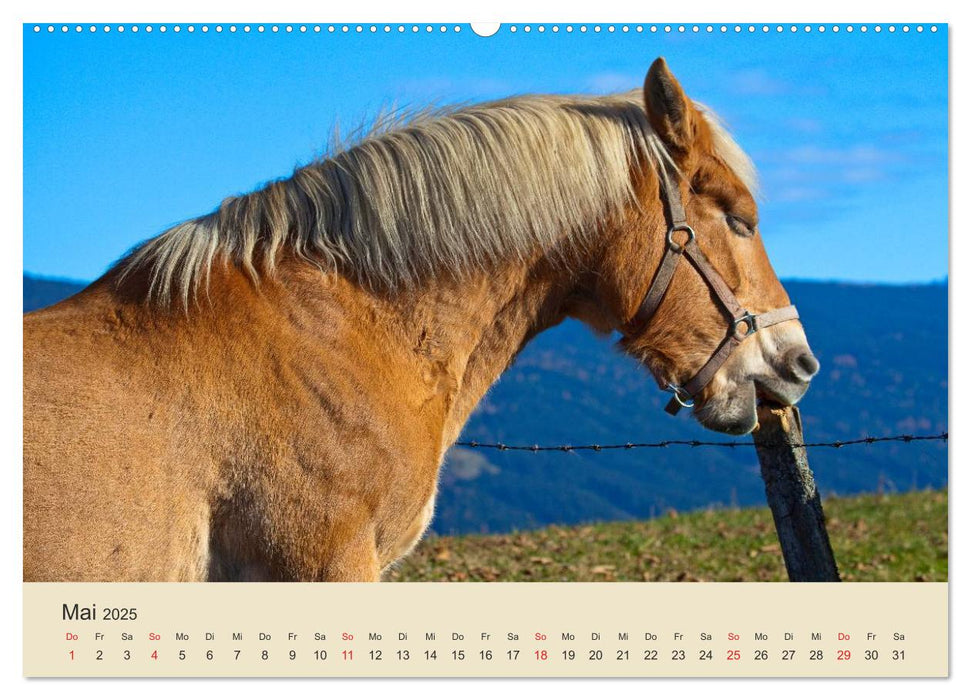 Wir sind die Stars am Bauernhof (CALVENDO Premium Wandkalender 2025)