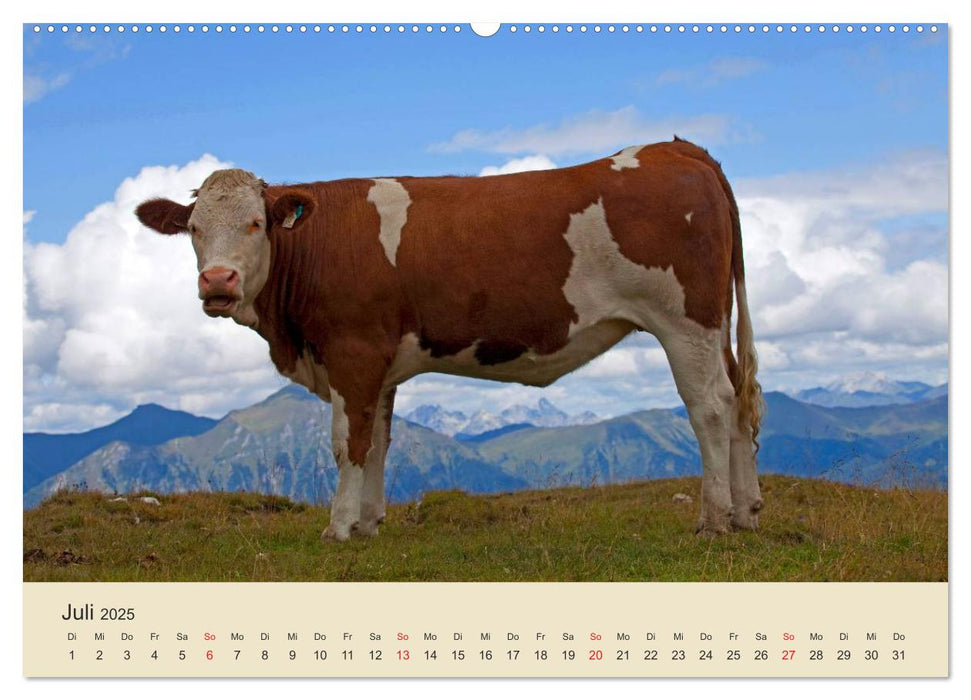 Wir sind die Stars am Bauernhof (CALVENDO Premium Wandkalender 2025)