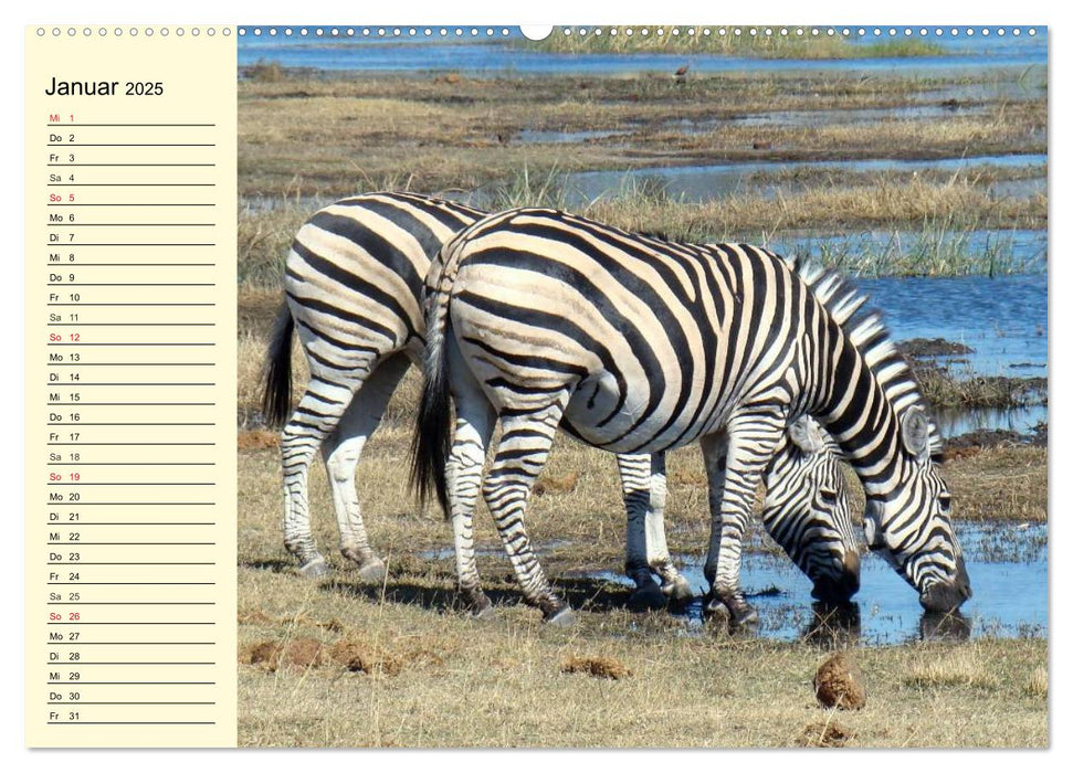 Wildes Leben in Botswana (CALVENDO Wandkalender 2025)