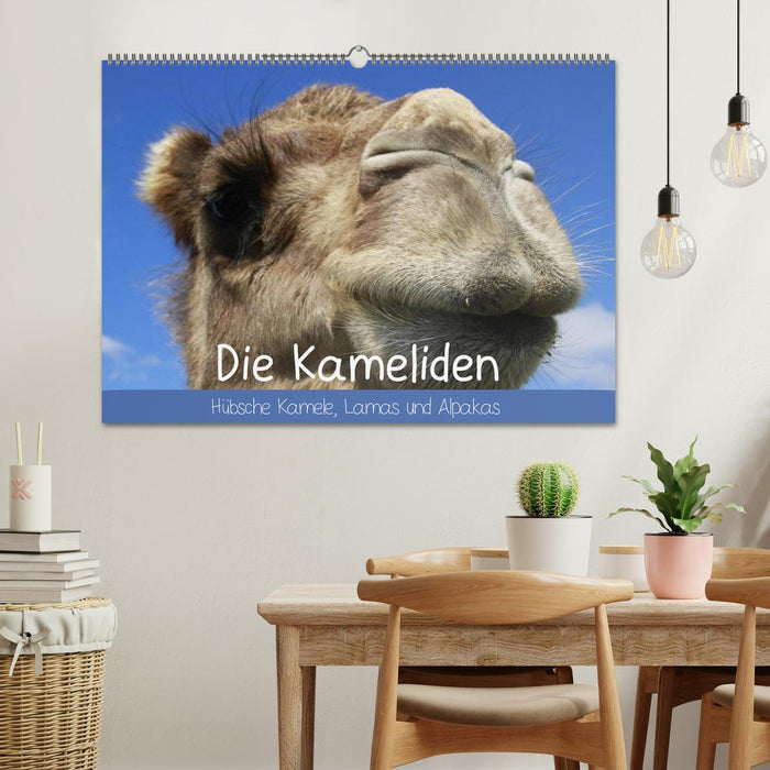 Die Kameliden. Hübsche Kamele, Lamas und Alpakas (CALVENDO Wandkalender 2025)